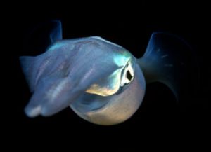 Reef Squid, Dons housereef, Bonaire. F90X, 60mm lens in N... by Andy Heath 